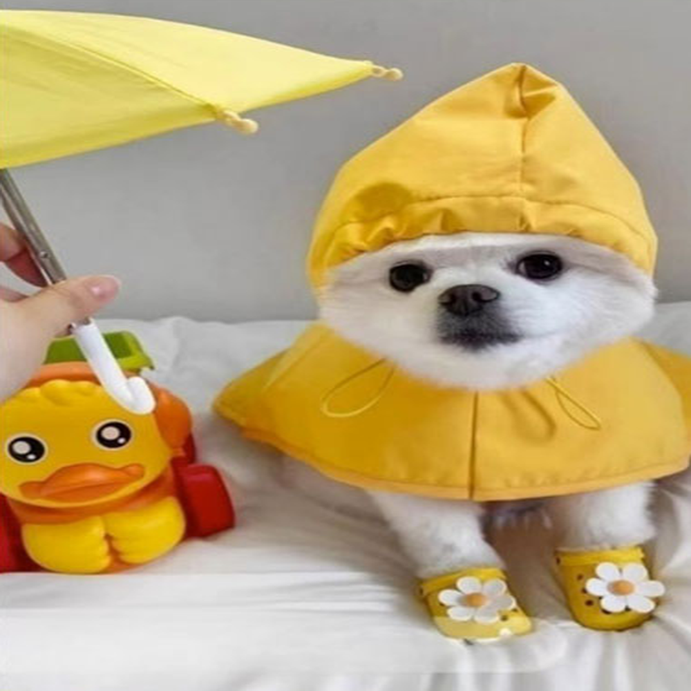 YH스토리 크레용펫 고양이 강아지 냥록스 댕록스 애견 신발 촬영 소품 1개 너비3cm