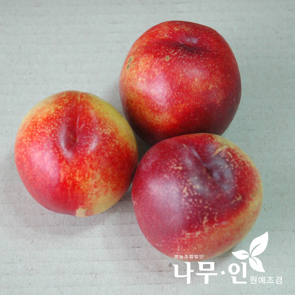 나무인 천도복숭아묘목 2개 신비품종