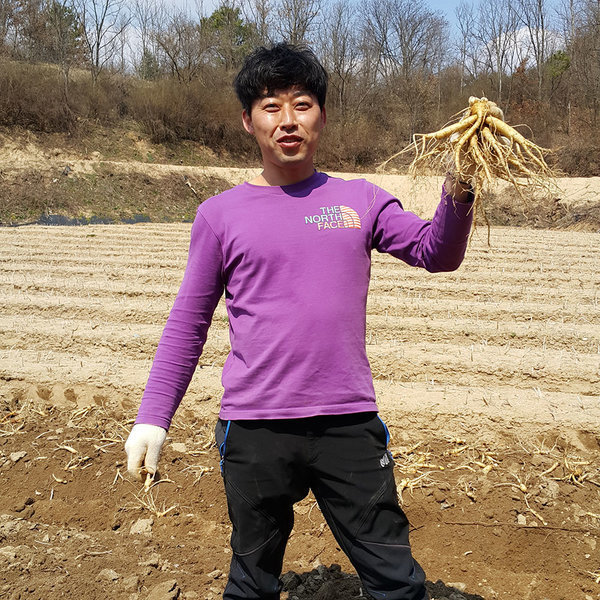 금산인삼도매시장 오쿠홍삼용수삼 콩난발인삼500g