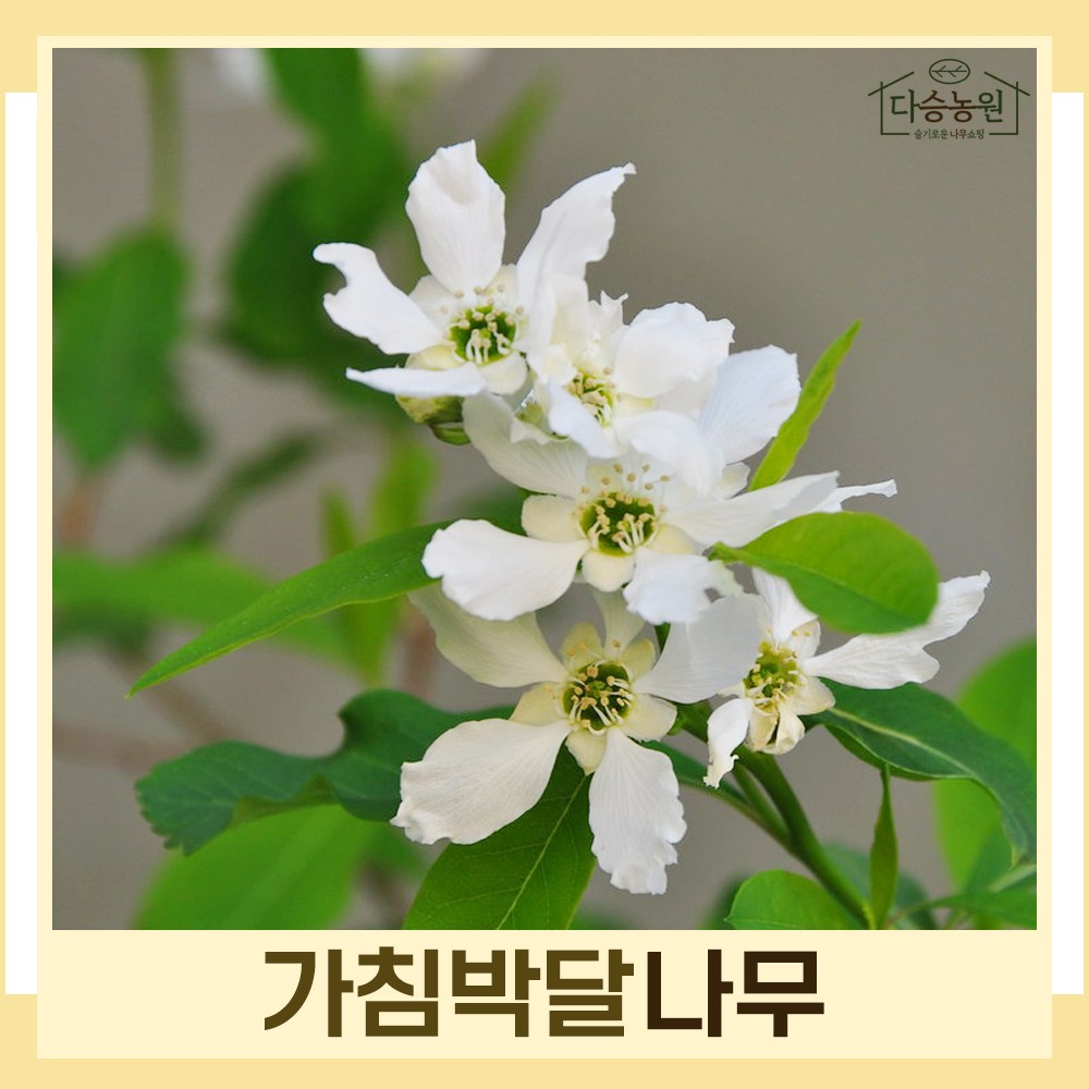 가침박달나무 묘목 키1 2m 1개