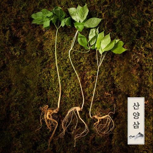명가천삼 강원도 토종 VIP품격 산양삼선물세트 12뿌리
