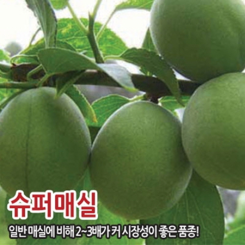 충청농원 매실나무 묘목 홍매실 슈퍼매실 청매실 특묘 1개