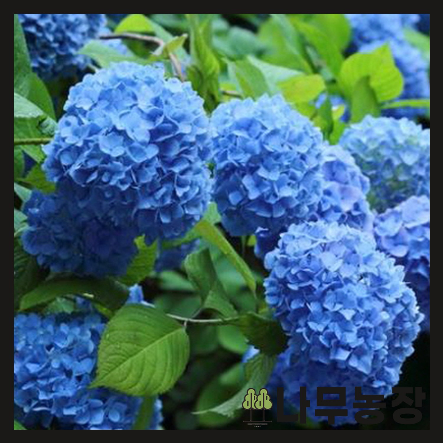 나무농장 수국 니코블루 P9 포트 6개
