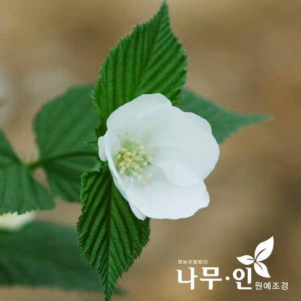 나무인 병아리꽃나무 개화주