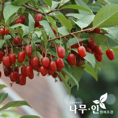 나무인 개량보리수 묘목 2개