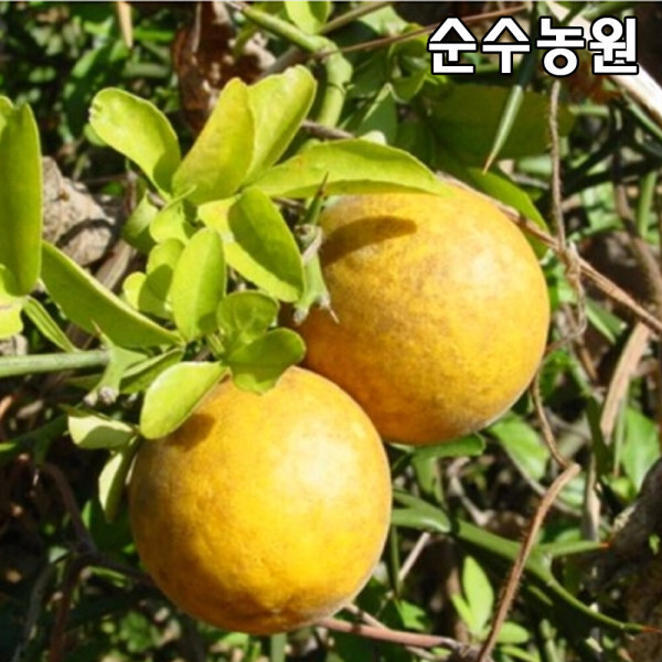 탱자나무 묘목 키80-100cm 뿌리 5개 과실수