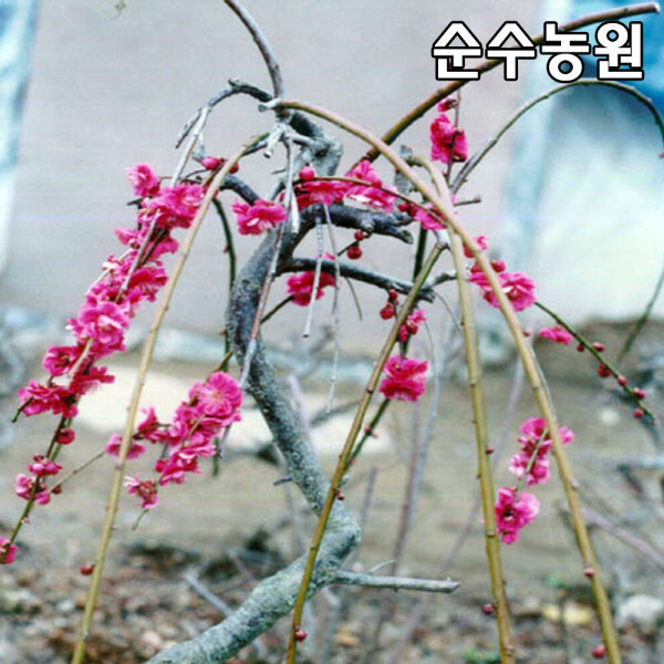 수양매화 홍색꽃 수양홍매화 나무 묘목 접목1년 뿌리 1개
