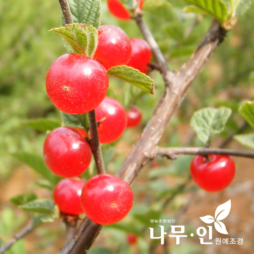 나무인 개량왕앵두 묘목 2개