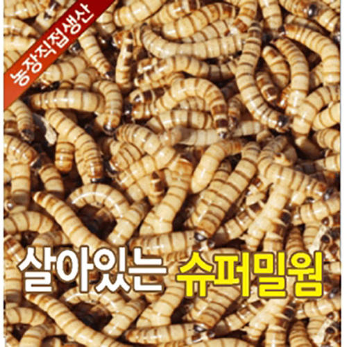슈퍼밀웜 500마리 농장직접생산 고슴도치 햄스터 파충류 도마뱀 먹이