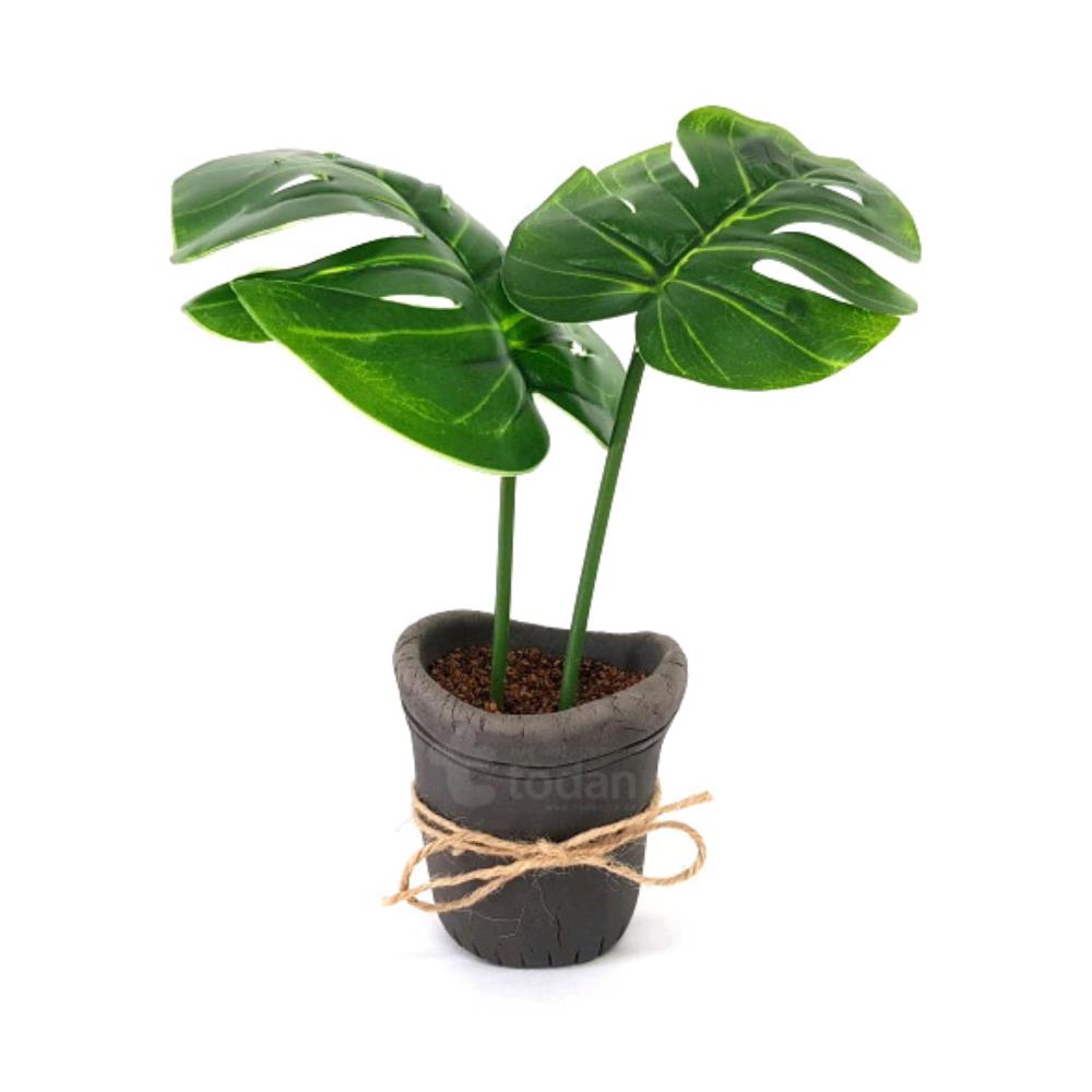 몬스잎 데코 화분 만들기 5인용 중학생미술 고딩DIY 만들기재료 창의성발달 고학년