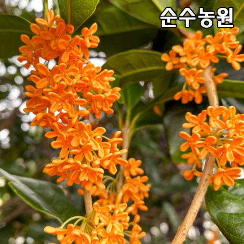 금목서나무 묘목 키1 5m내외 분 꽃나무 정원수