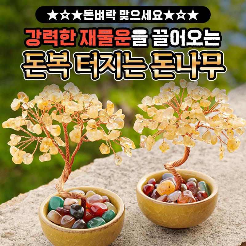 돈벼락 맞으세요 강력한 재물운을 끌어오는 돈복 터지는 돈나무 1개