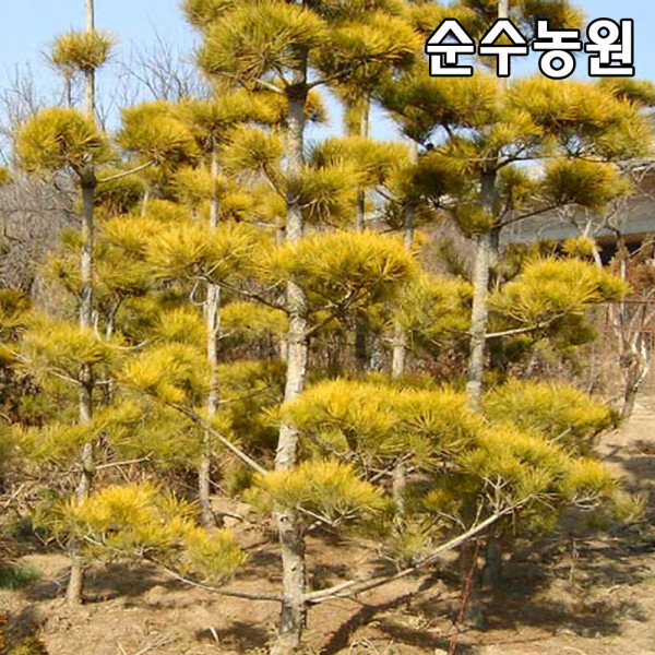 황금소나무 묘목 접1년 뿌리 5개 조경 관상수