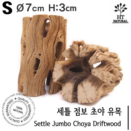 세틀 점보 초야우드 선인장 유목 S 단품 1개