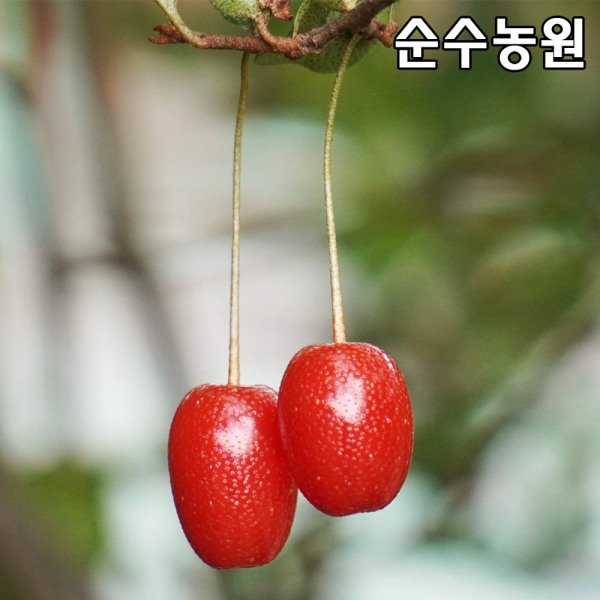 보리수 왕보리수 나무 묘목 삽3년 뿌리 1개 과실수