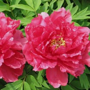 묘목 일본수입목단 모란 욱항 3년생 개화주 KJ921