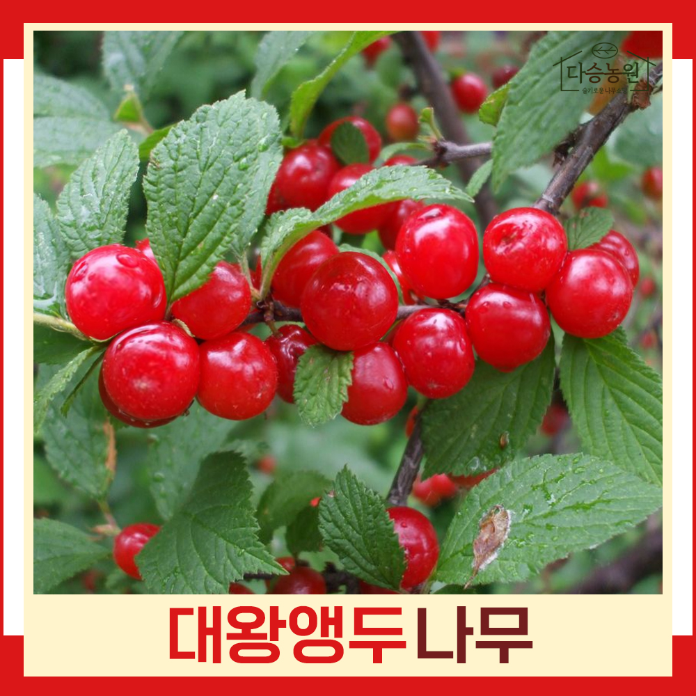 앵두나무 묘목 대왕앵두 접목1년 뿌리묘 1개