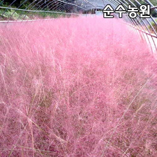 핑크뮬리나무 묘목 키80 분 그라스 다년초 가을꽃 조경수