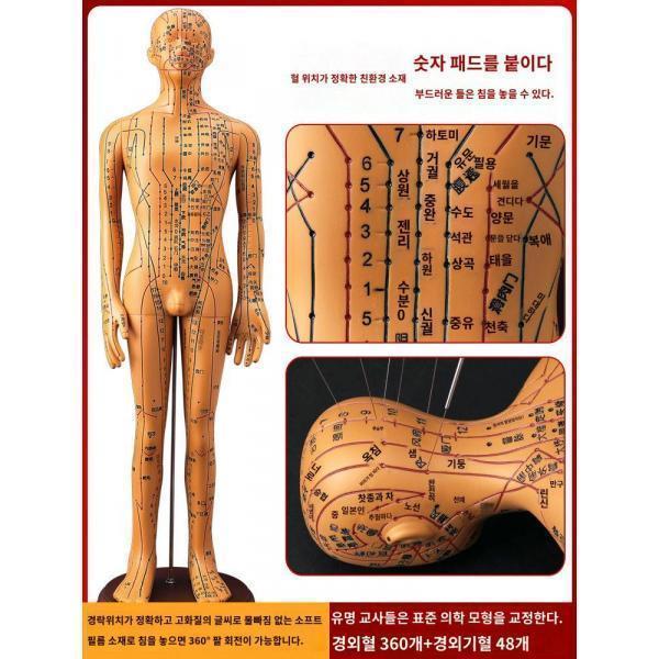한방침술 인체모형 전신십이경락인형혈위도 동인소피인침술 연습모델