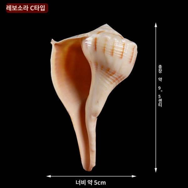 네팔 수입 나방생물 레보소라 7급 인테리어 인테리어 소품 소장품 레보소라