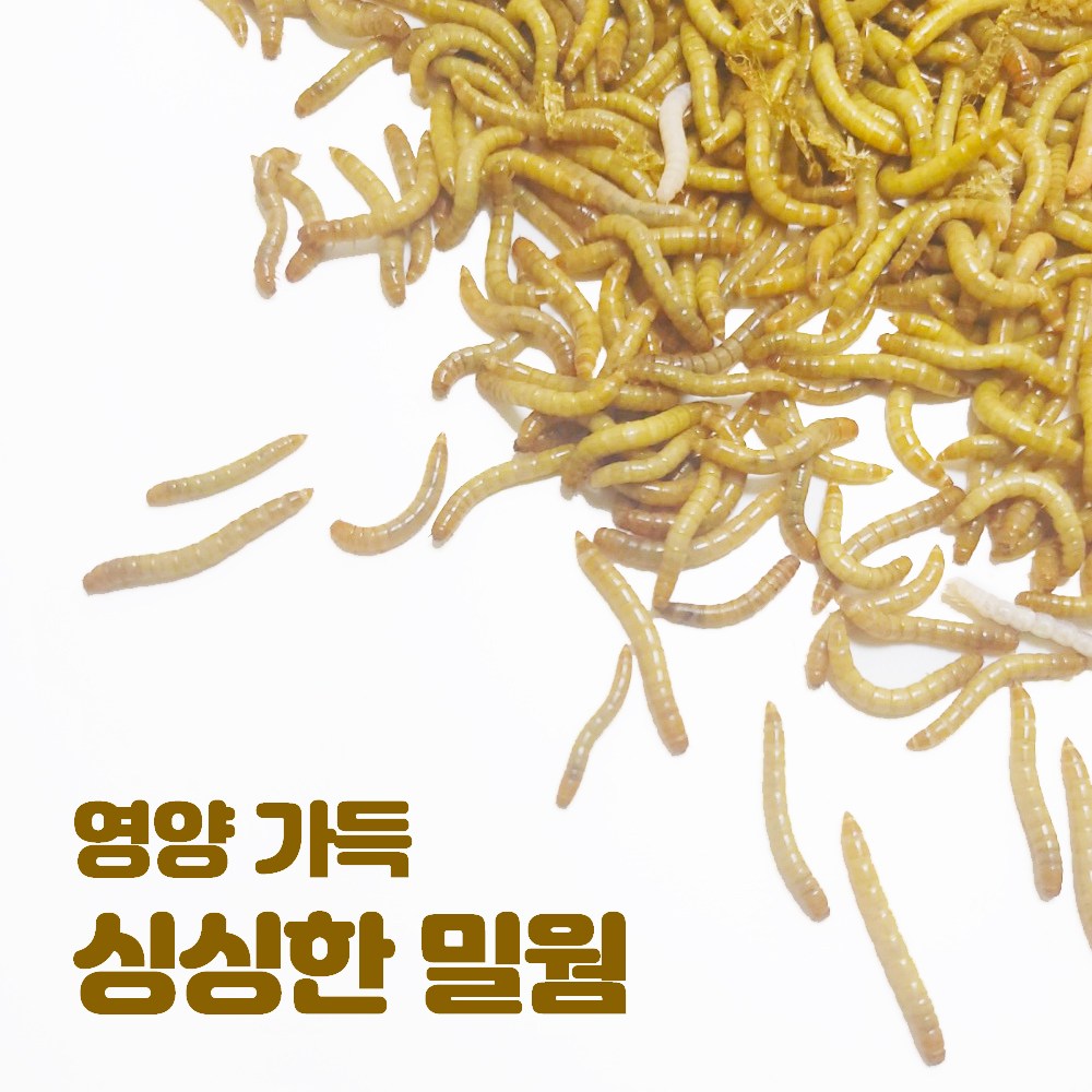 파충류 끝판왕 먹이 영양 가득 싱싱한 밀웜 100마리 워터젤 일반포장 1개