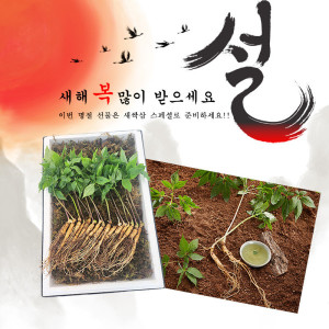 GAP인증 새싹삼 선물세트 새싹삼스페셜 명품선물