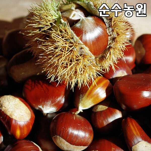 밤나무 옥광 묘목 접목1년 뿌리 5개 과실수