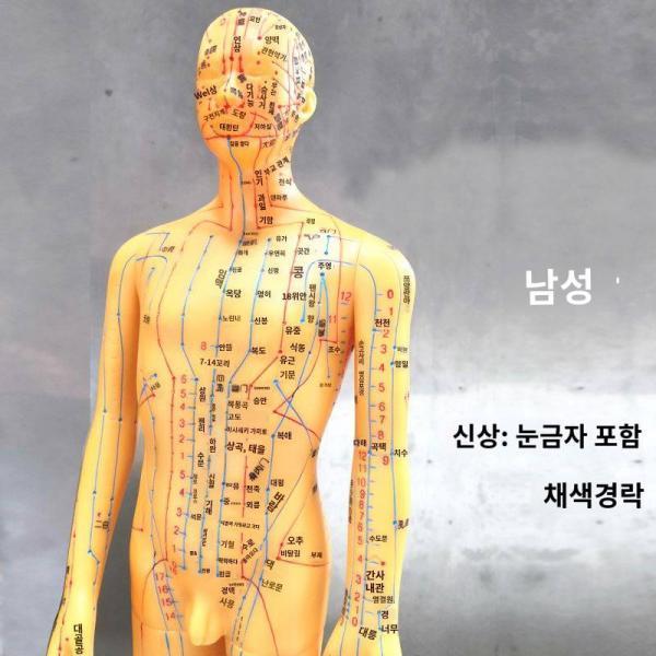 중의학 교습 침술 인공 전신 혈자리 모형 경락도 초보 가정용 마사지 모델