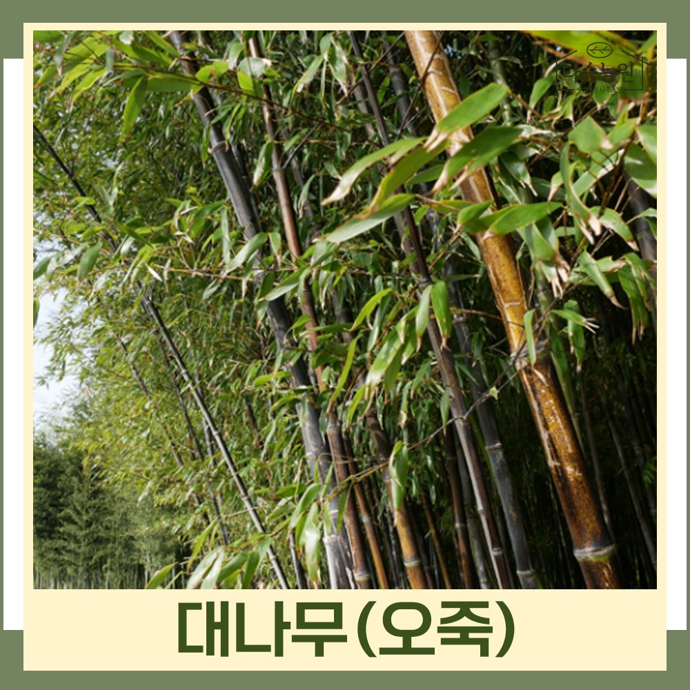 대나무 묘목 흑대나무 오죽 키1 8m내외 화분묘 1개
