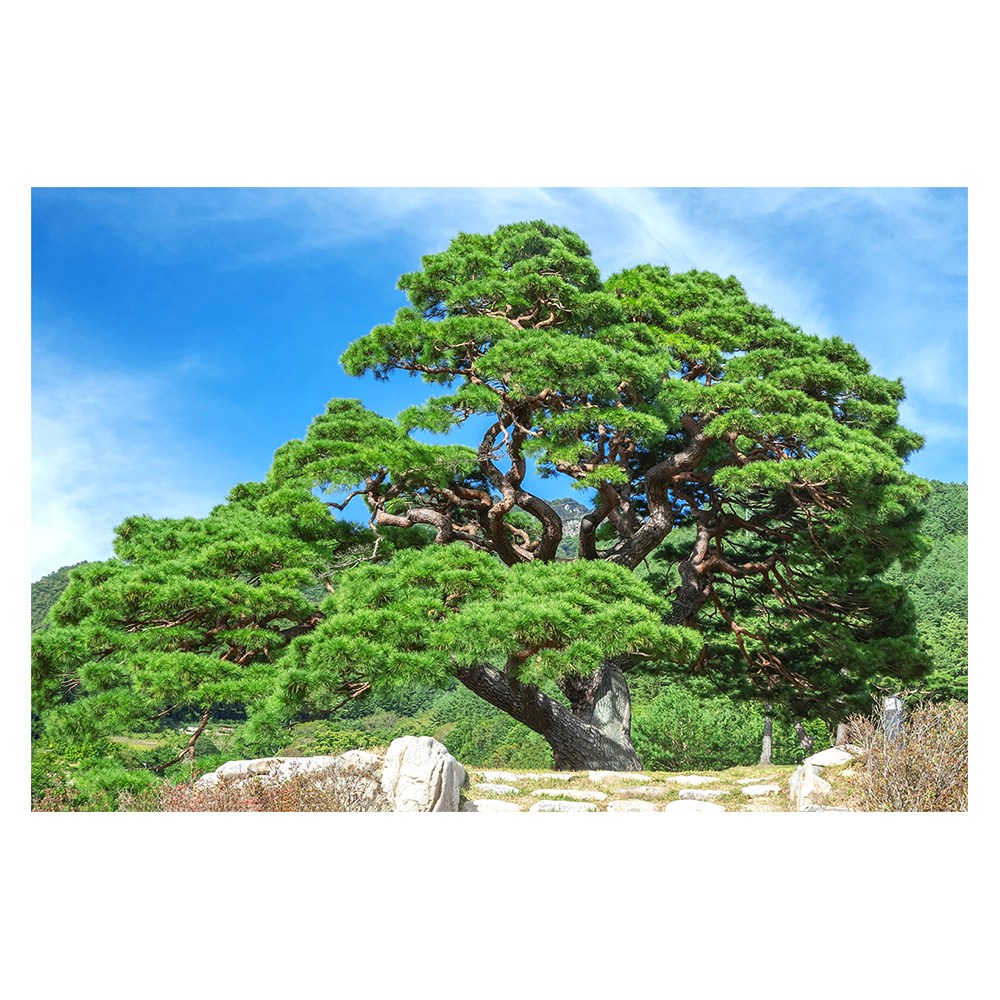 소나무 숲 복들어오는 그림 생기 금전운 재물운 민화 풍수 인테리어 집들이 선물 08 영월 솔고개소나무2 캔버스액자 120x80