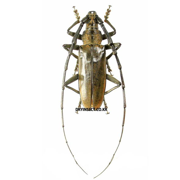 하늘소 Massicus raddei 곤충표본 암컷 1개 KH-087