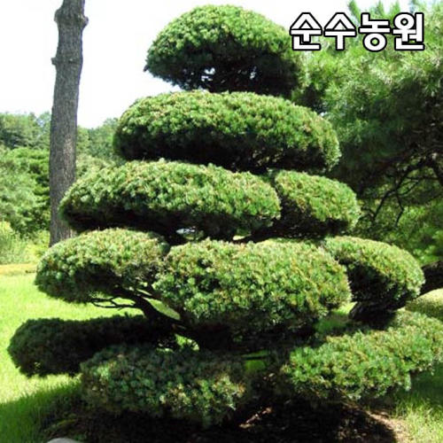 오엽송나무 묘목 키80cm이상 화분 섬잣나무 상록수 고급조경수