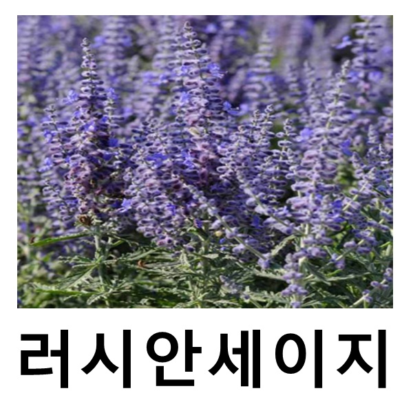 러시안세이지 레이시블루 포트묘 2개