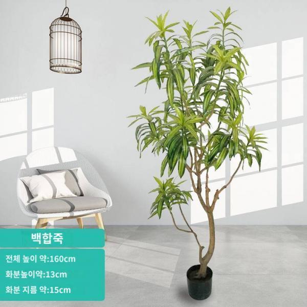 열대철나무 용혈수 백합죽 브라질 철실 내 착지 중국식 화예조경 가짜녹식