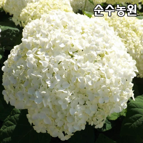 아나벨수국나무 묘목 스트롱아나벨 DT화분 미국수국 꽃나무 조경수