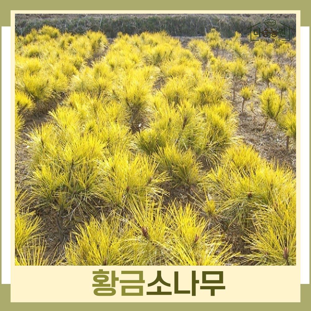 황금소나무 키1m 분묘 나무 묘목 1주 다승농원