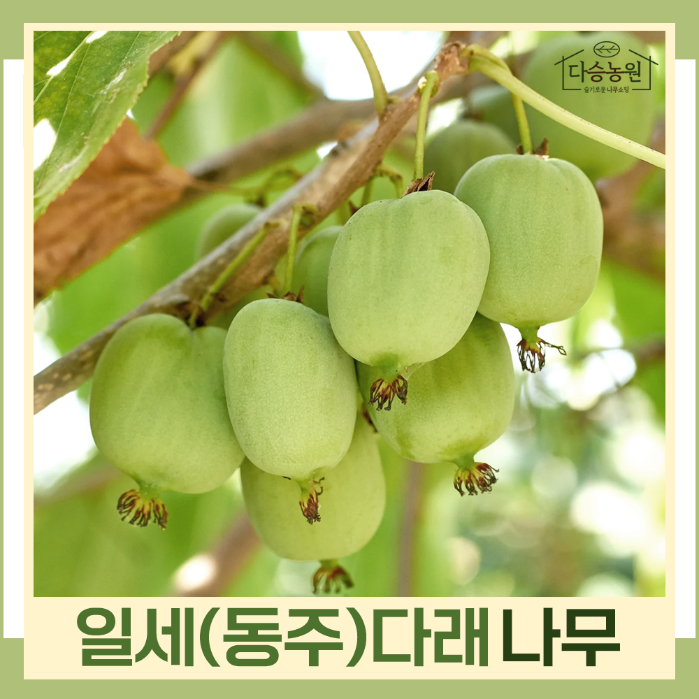 일세동주다래 키1 5m 결실주 나무 묘목 1주 다승농원