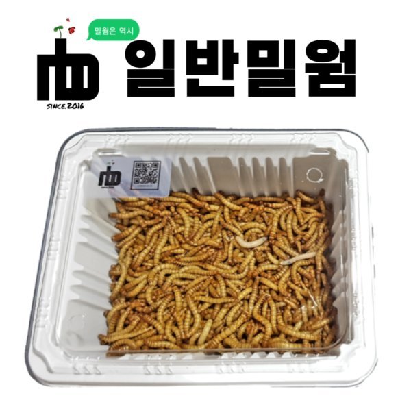 살아있는 nb 생밀웜 서비스밀기울O 극소밀웜 간단세트 50마리 안전포장 개구리 도마뱀 사마귀 먹이