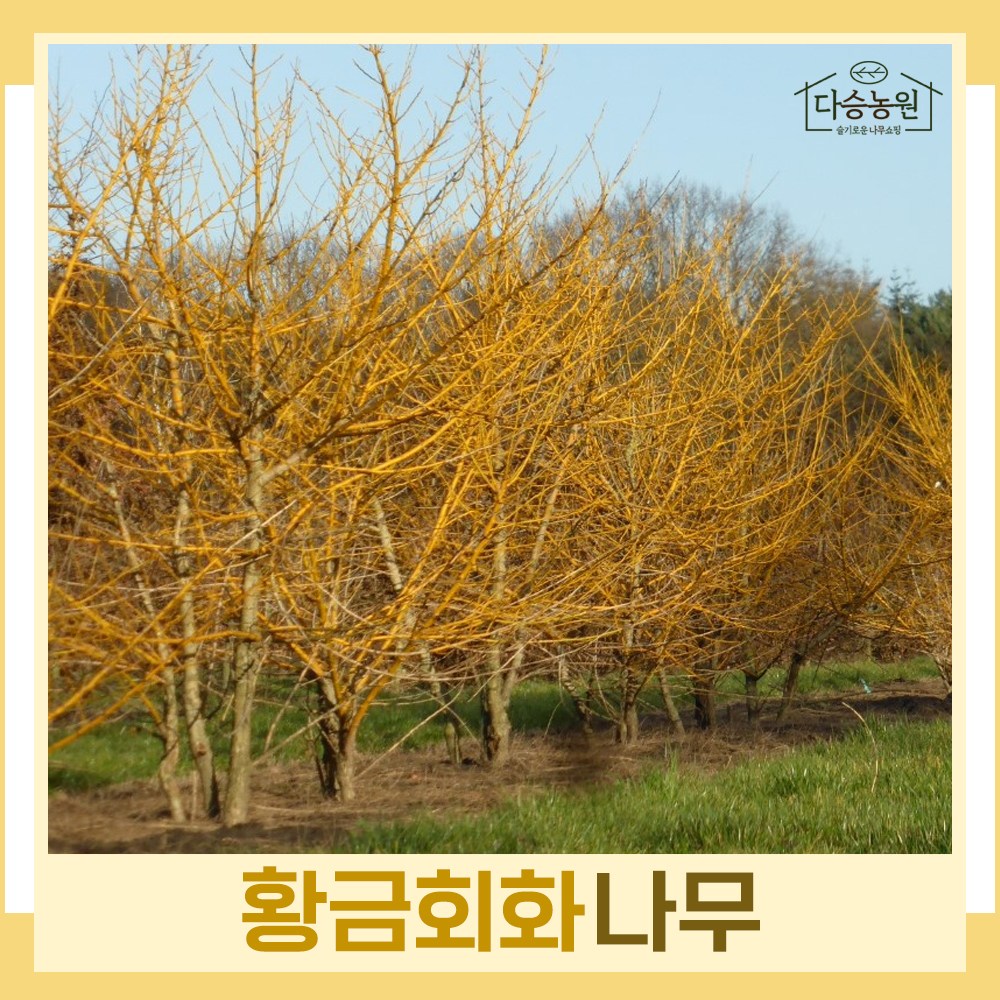 황금회화 R5cm 분묘 나무 묘목 1주 다승농원