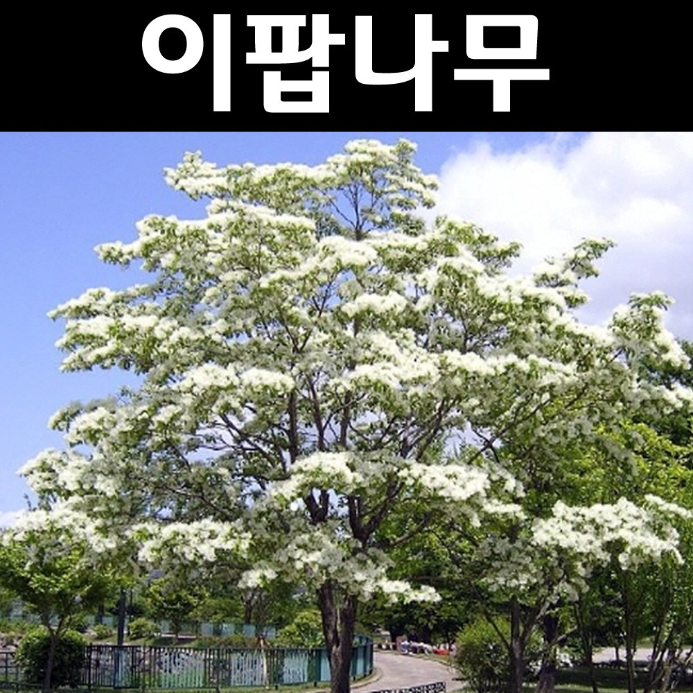 이팝나무 묘목 실생2년 뿌리묘 H1 2m이상 3개 정원수 조경수 3개