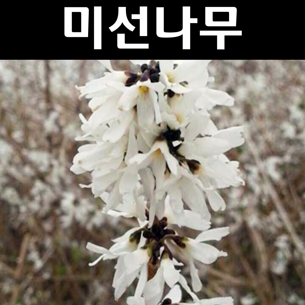 미선나무 묘목 H1 0m 분묘3개 정원수 조경수