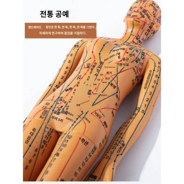 한방 인체침술 모형 경락혈위 한방 전신 12동인 모형도 소피인 연습