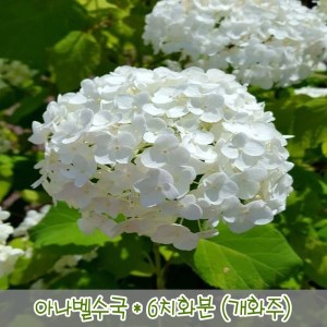 충주원예조경 아나벨수국 7치 포트 개화주
