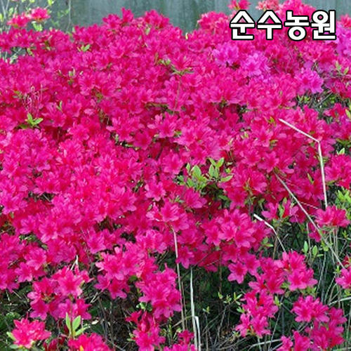 영산홍 묘목 대왕 키30cm 1단 5개 철쭉묘목 연산홍 꽃나무 조경