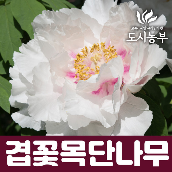 명품목단 목단나무 묘목 겹꽃목단 향옥 1지 도시같이