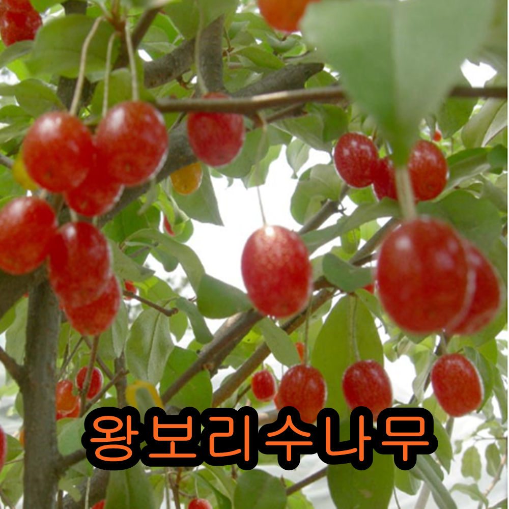 왕보리수나무 삽목2년특묘 나무 묘목 보리수나무 1개
