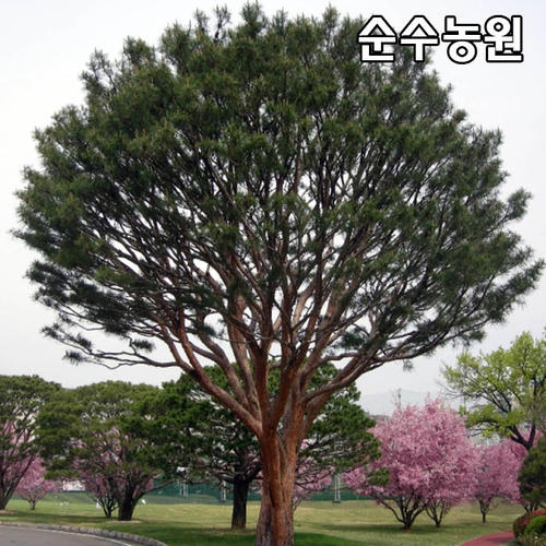 소나무 묘목 적송 실생3년 뿌리묘 5개 상록수 조경수