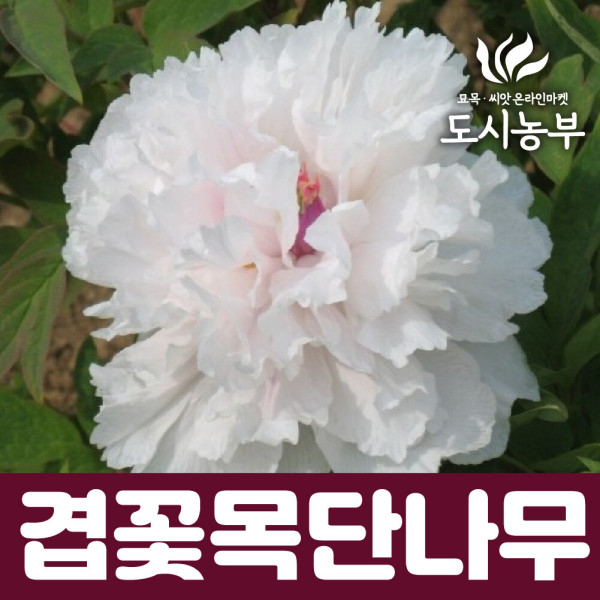 명품겹목단 목단나무 묘목 겹꽃목단 경옥 개화주 3지 도시같이