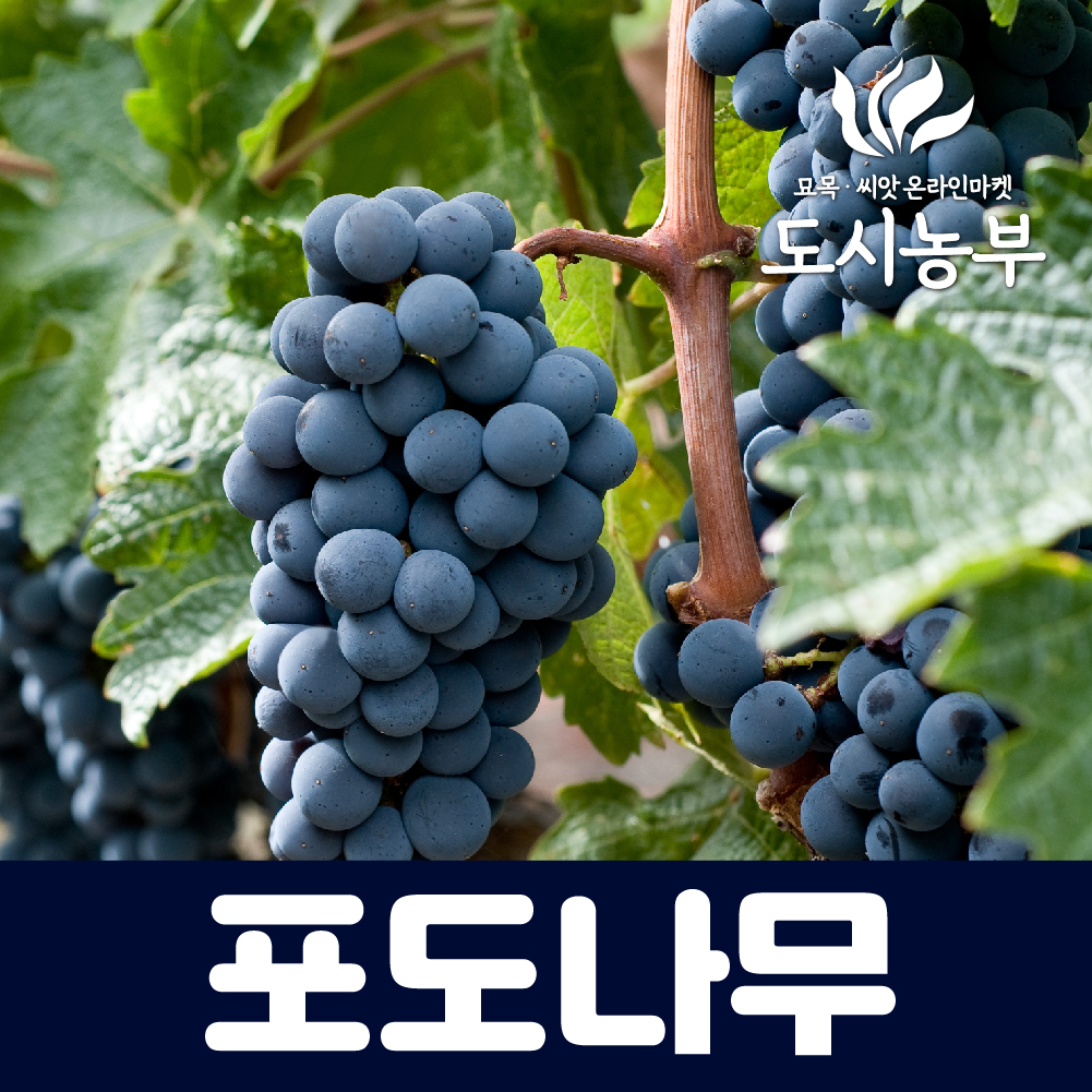 포도나무묘목 켐벨포도 켐벨 포도1년생 도시농부23