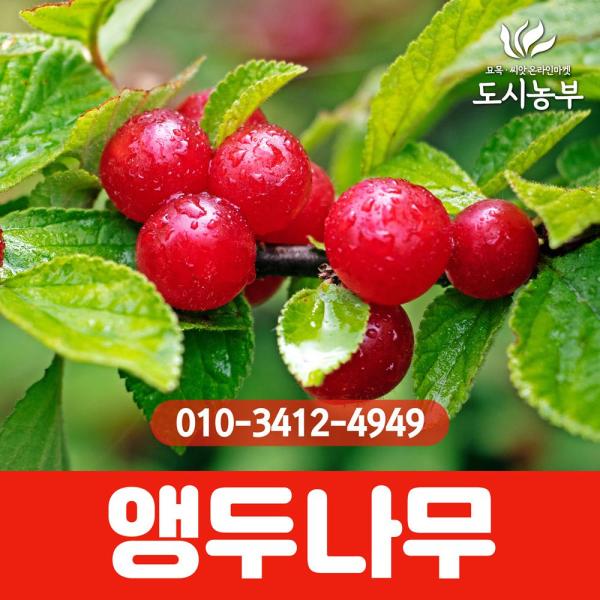 앵두나무묘목 앵두묘목 왕앵두나무 2년생 나무 묘목 도시농부23